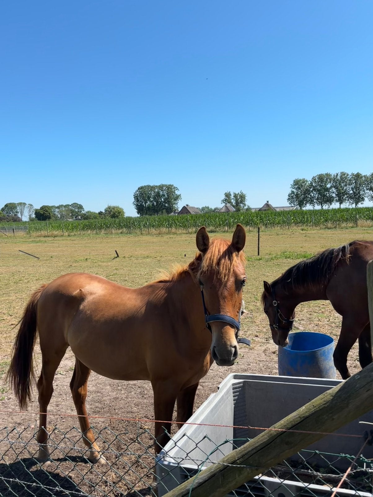 APTA PRE (Andalusier) merrie en jaarling hengst, Plusieurs animaux