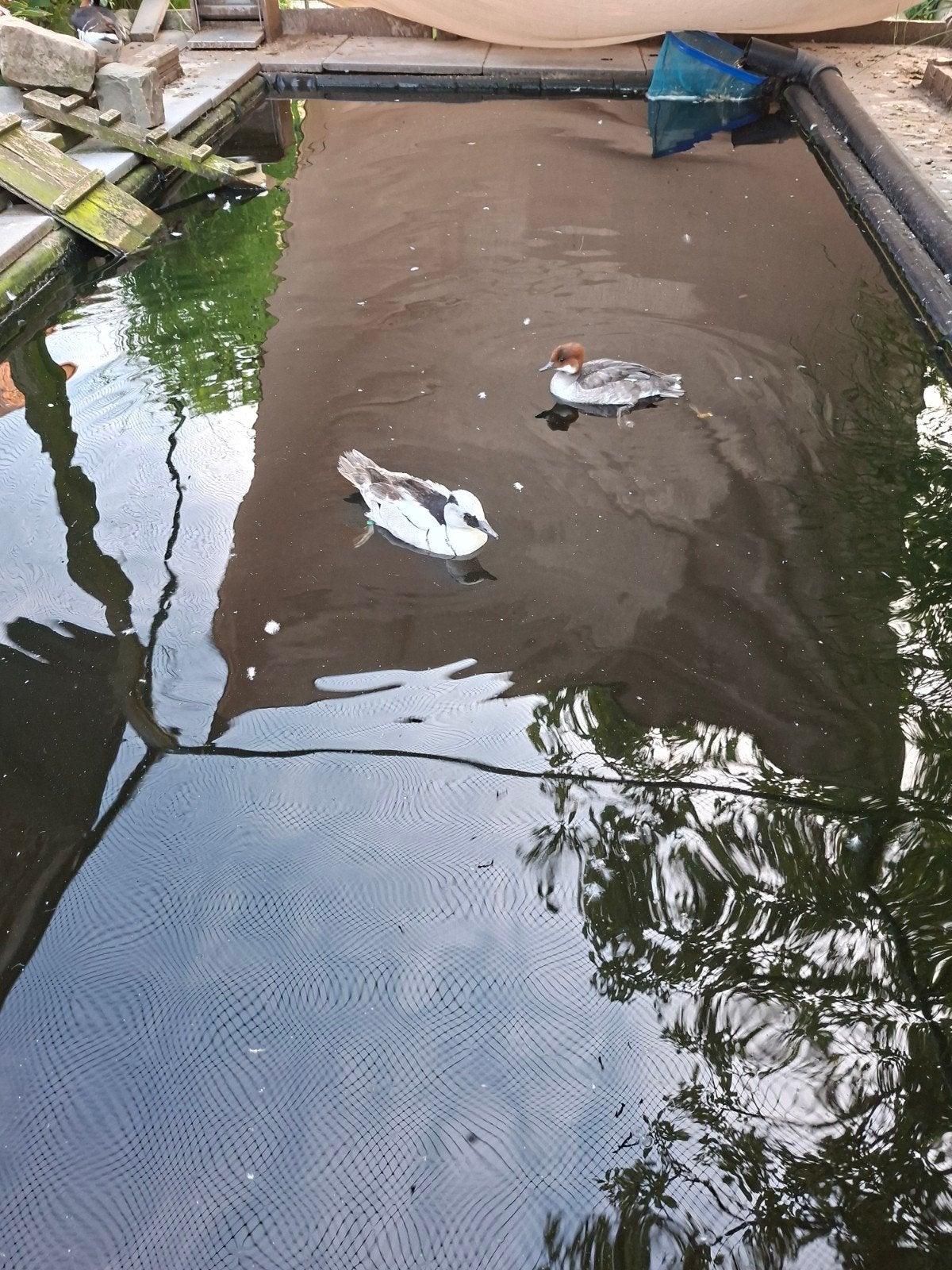 Nonnetjes van 2026 gevleugeld en correct geringd., Meerdere dieren, Eend