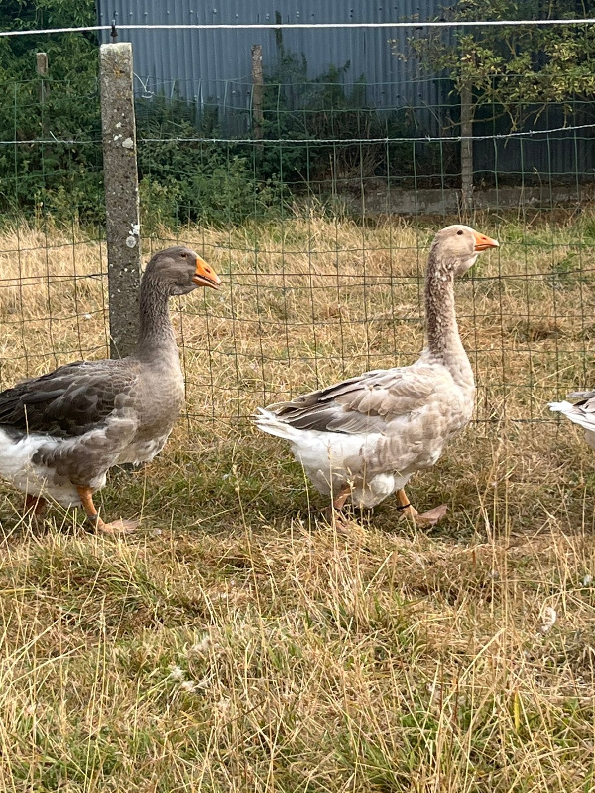 Koppel jonge toulouse dwelap ganzen, Dieren en Toebehoren, Pluimvee