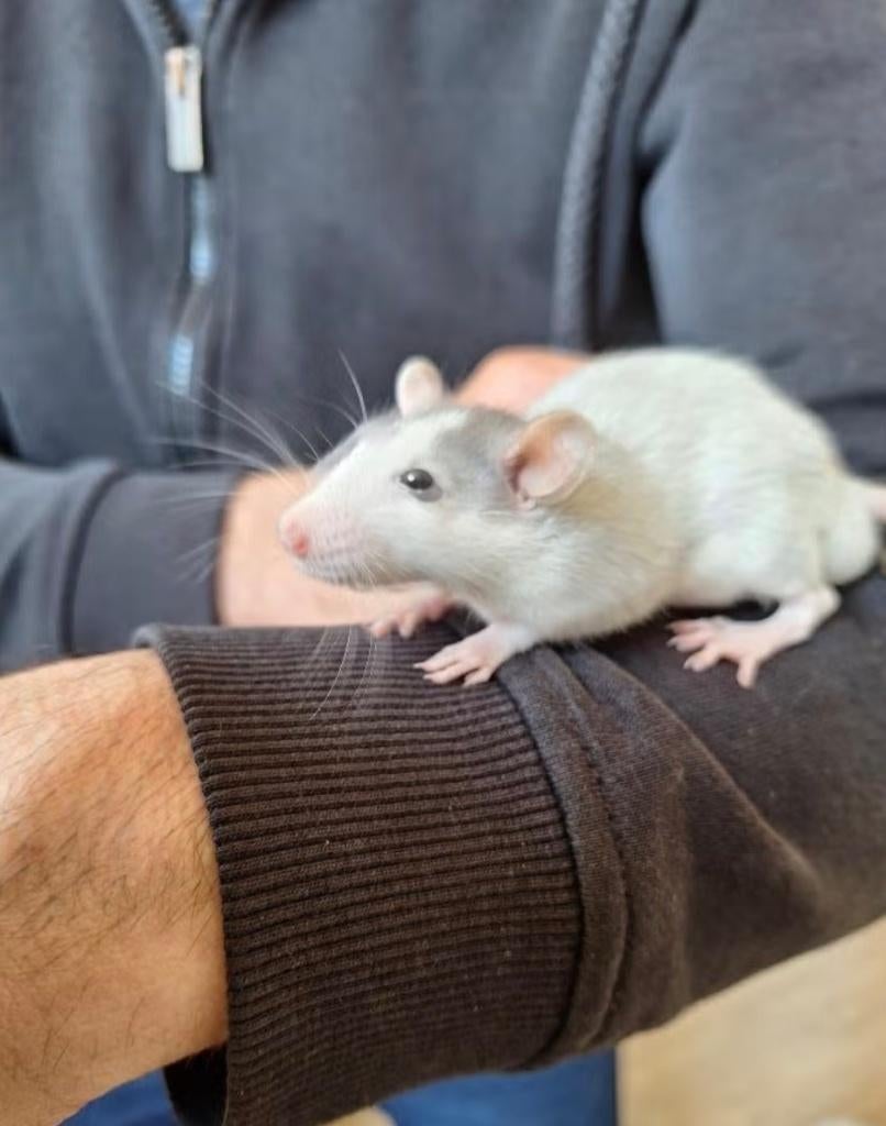 Ratjes, Rat, Februari, Meerdere dieren, Tam