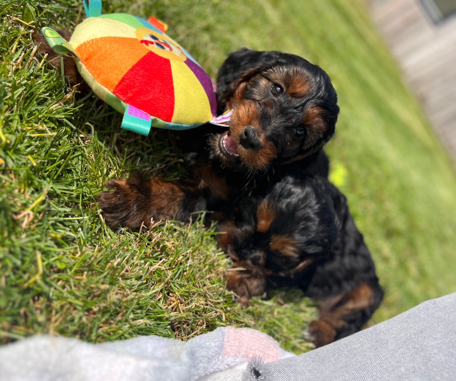 Beaux chiots cockapoo, Caniche, Plusieurs, Hépatite contagieuse (maladie de Rubarth), Belgique