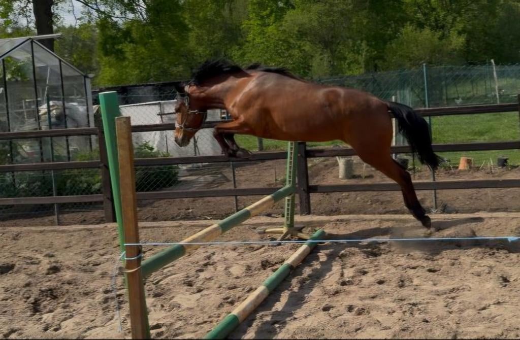 4jarige New Forest D pony, Dieren en Toebehoren, Pony's, Merrie, Zadelmak, Ontwormd