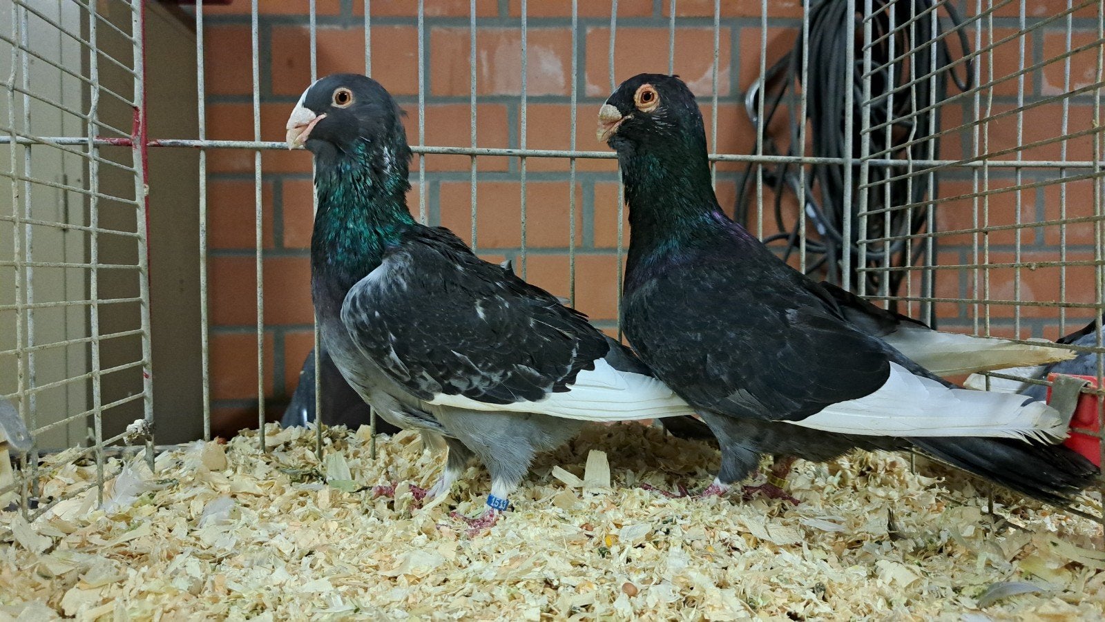 wamduiven, Dieren en Toebehoren, Pluimvee
