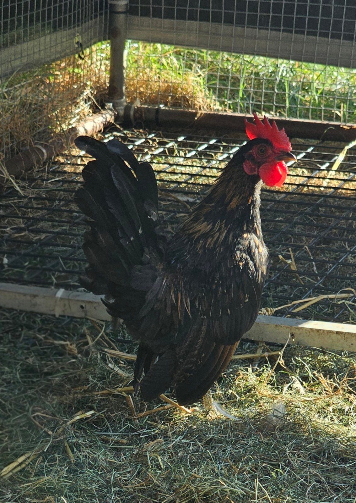 1 Serama haantje, Dieren en Toebehoren, Pluimvee, Mannelijk, Kip