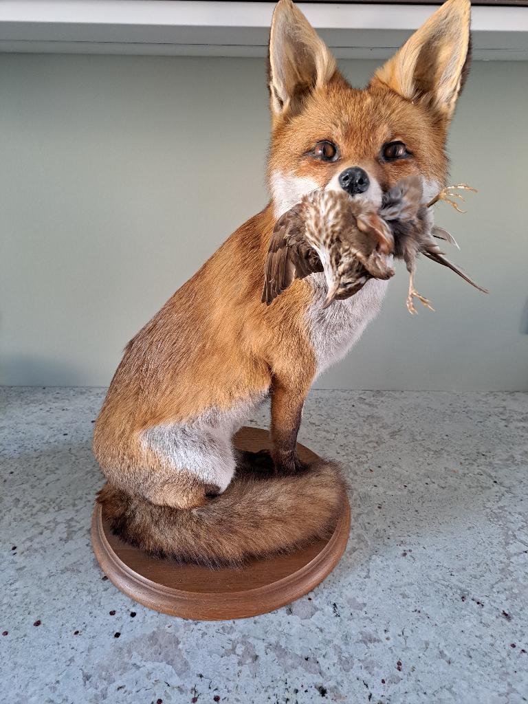 Renard empaillé monté sur socle bois, Enlèvement, Comme neuf, Animal sauvage, Autres types