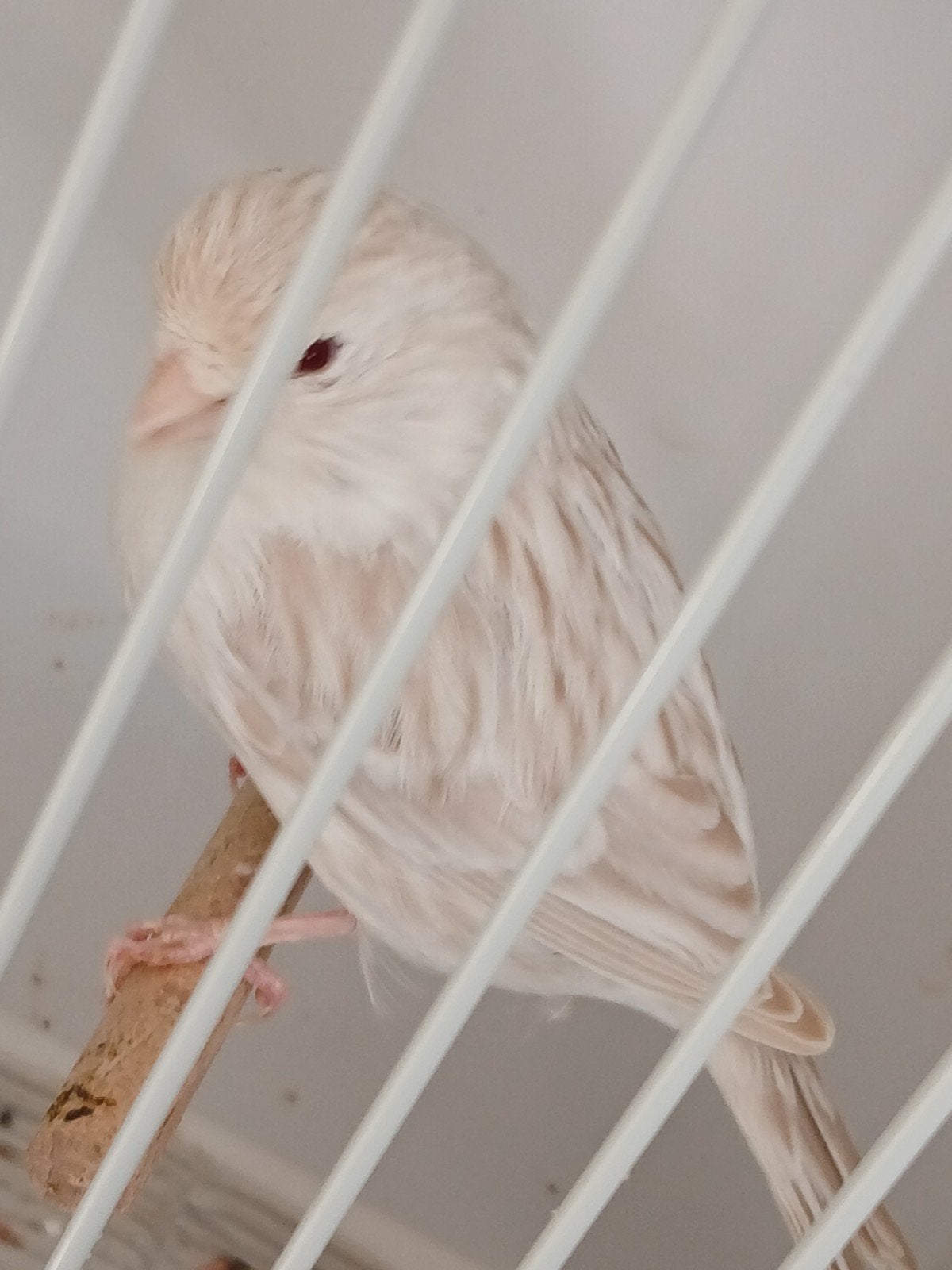 Satinet wit Poppen, Dieren en Toebehoren