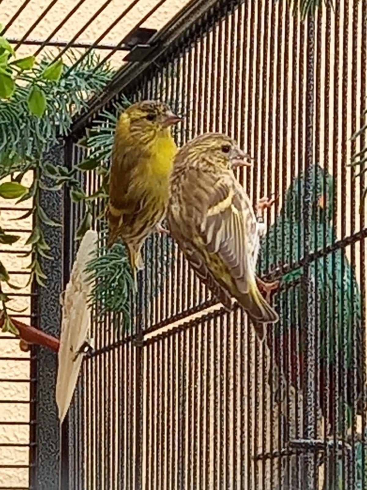 Bruine Sijzen 2026 correct geringd., Dieren en Toebehoren, Meerdere dieren, Wildzangvogel, Geringd
