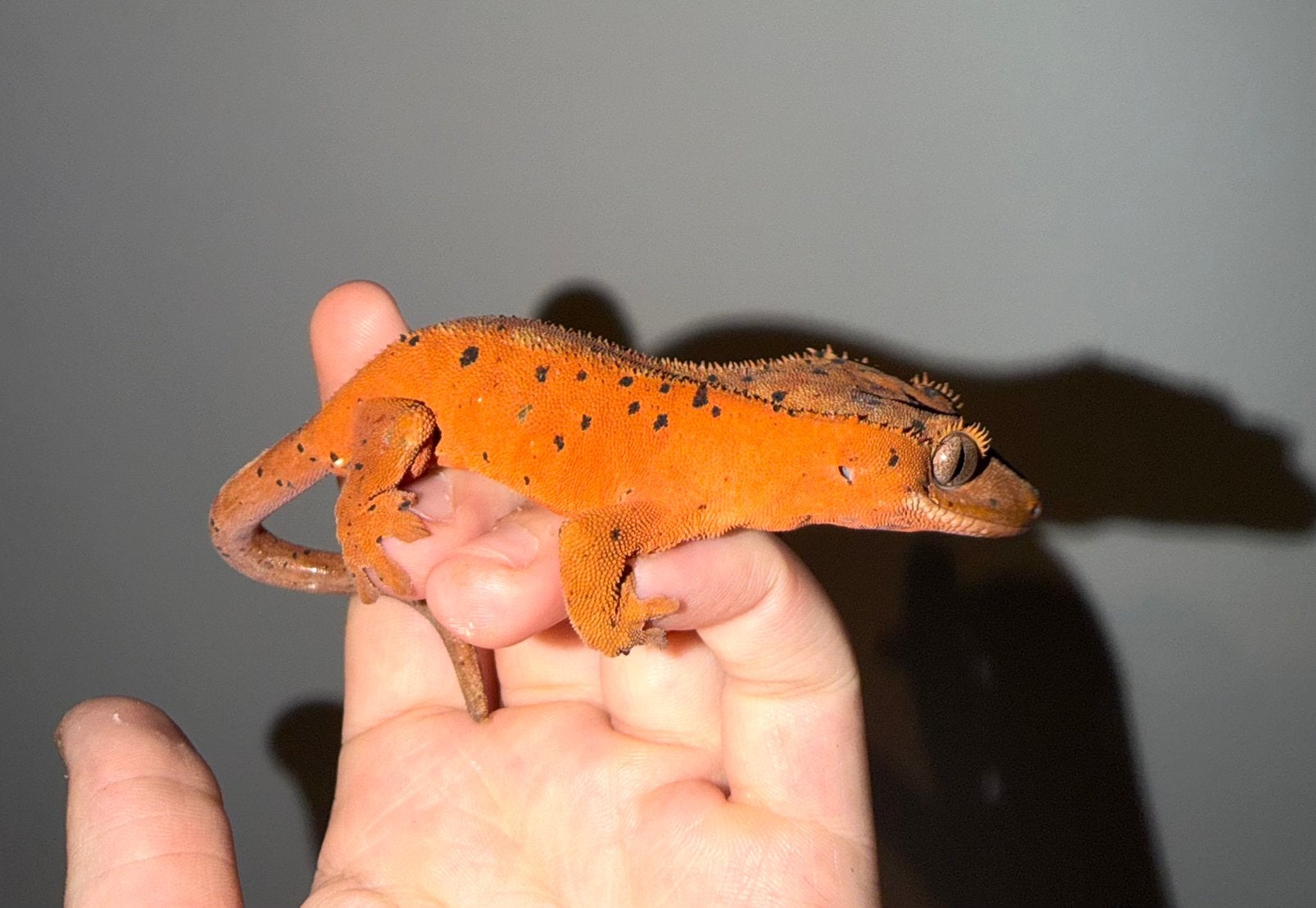 Nieuwe thuis gezocht voor je reptiel ? Lees even, Dieren en Toebehoren, Schildpad, Met terrarium