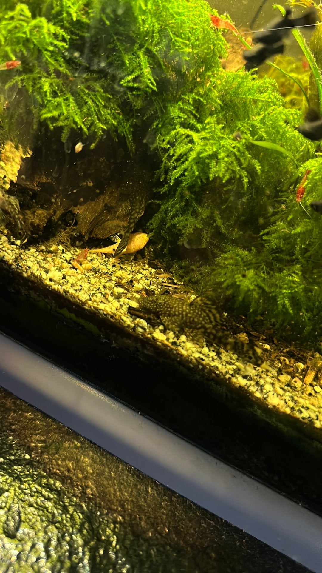 Borstelneus ancistrus / pleco / ruitenkuiser, Dieren en Toebehoren, Vissen | Aquariumvissen, Zoetwatervis, Vis