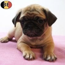 Mops teejfe - Een lief dametje met een eigen karakter, België, 15 weken tot 1 jaar, CDV (hondenziekte), Teef