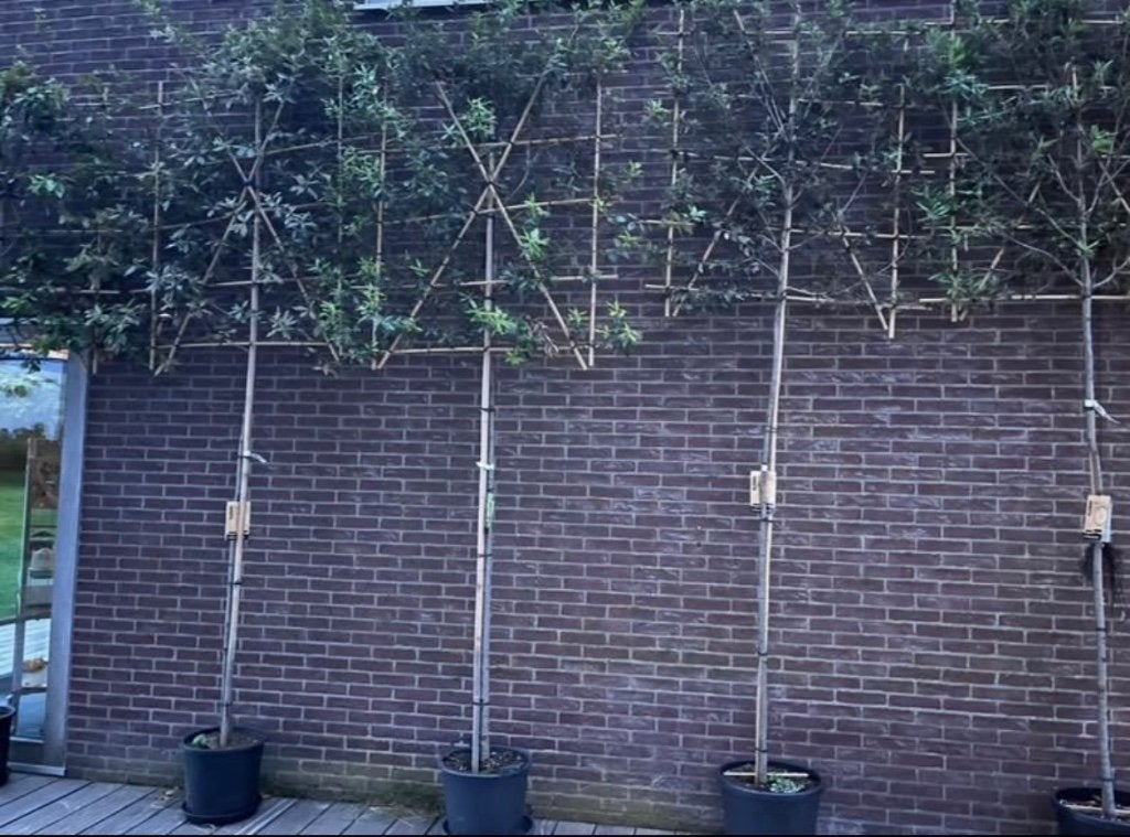 Arbres palissés, Enlèvement, Arbre en colonnes, 250 à 400 cm