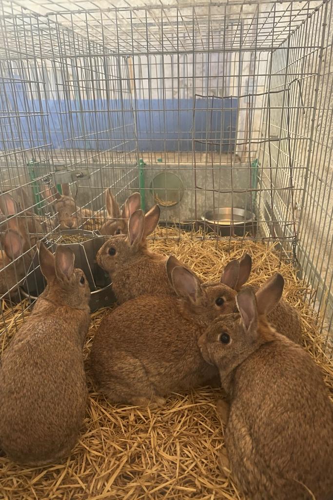 Steenkonijnen, Dieren en Toebehoren, Konijnen