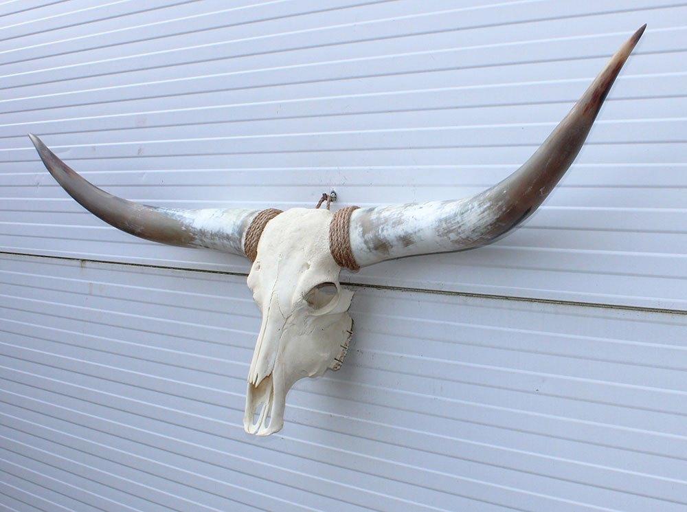Grote schedel TEXAS STYLE LONGHORN 149 cm - ref. E, Ophalen, Nieuw, Boerderijdier, Schedel