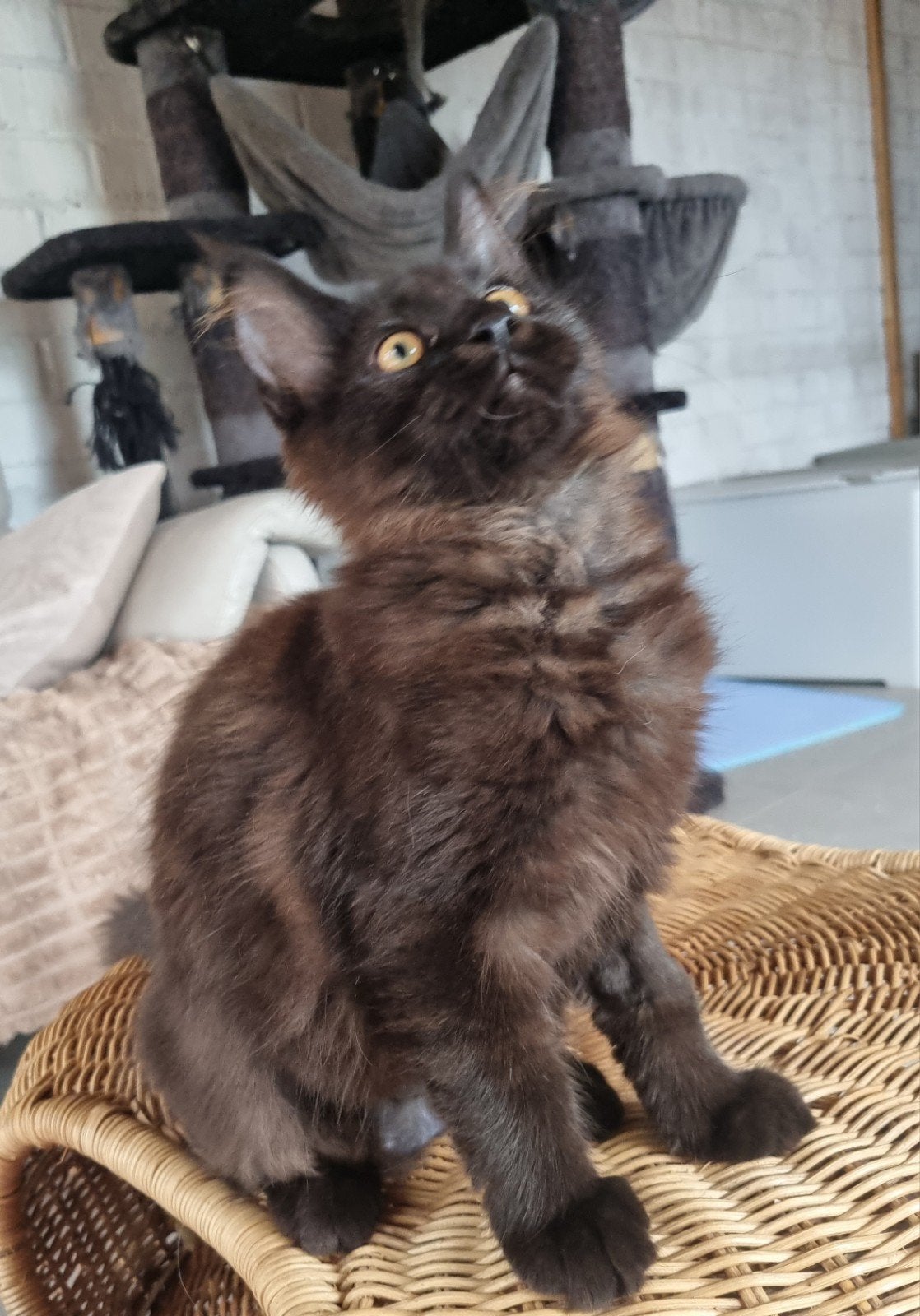 Fille Maine Coon, Animaux & Accessoires, Chatte ou Chat, Vermifugé