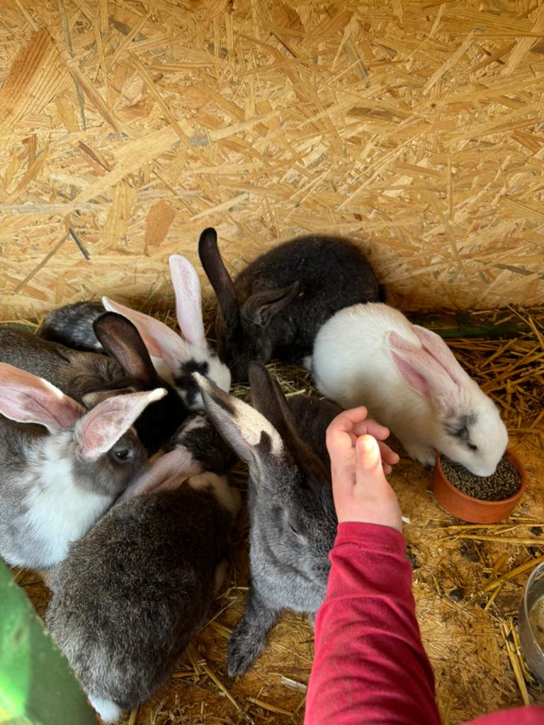 Duitse x vlaamse rues, Dieren en Toebehoren, Meerdere dieren, Groot, 0 tot 2 jaar