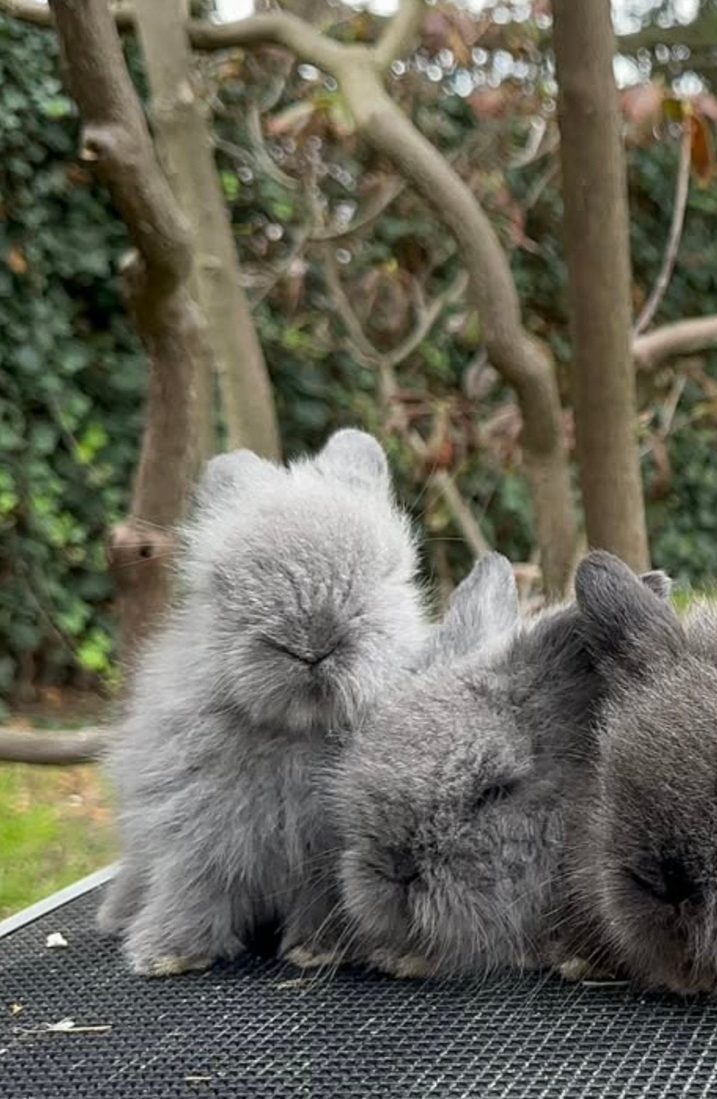 Mini lionlop voedstertje, Dieren en Toebehoren