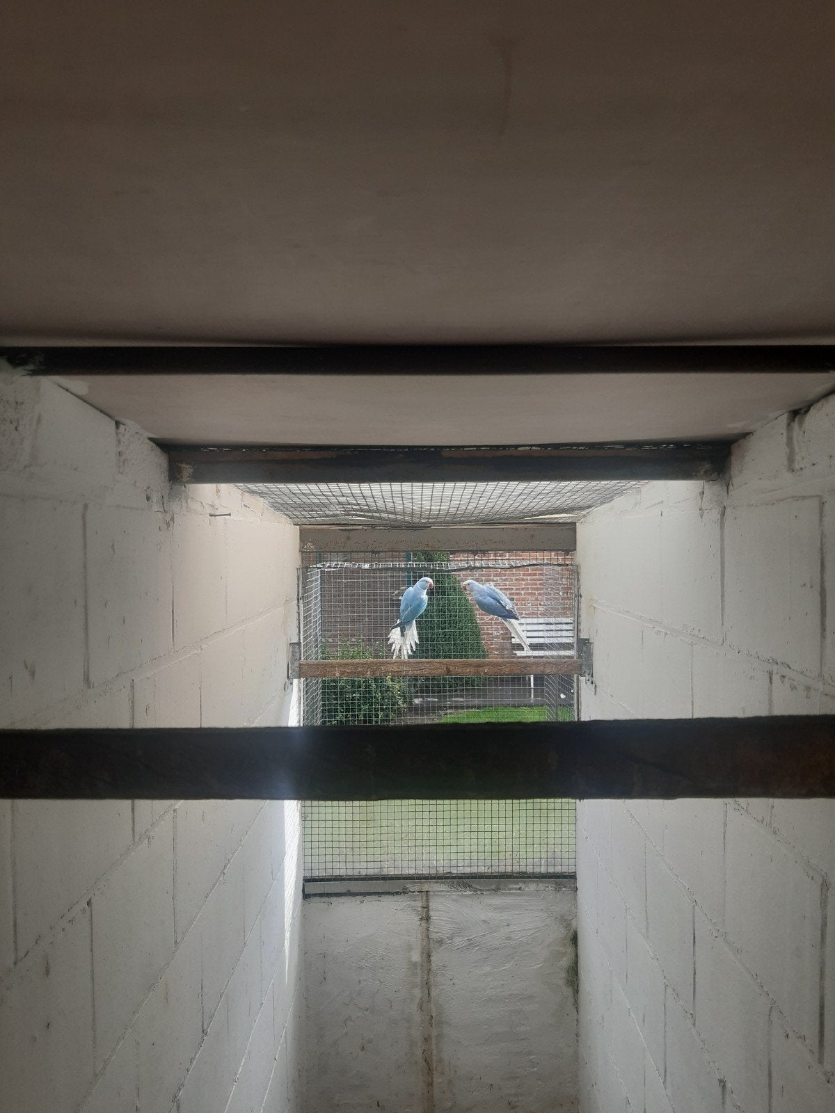 halsbanden wtst, Dieren en Toebehoren, Vogels | Parkieten en Papegaaien