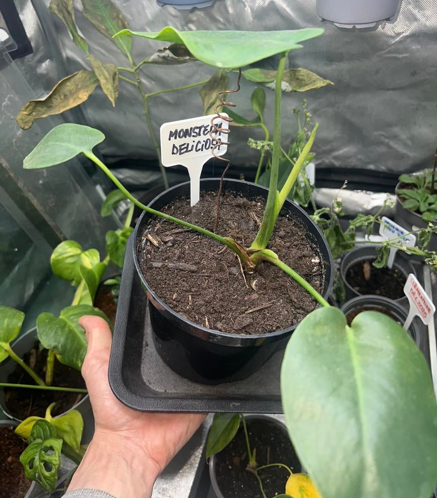 Monstera deliciosa - S Size, Enlèvement
