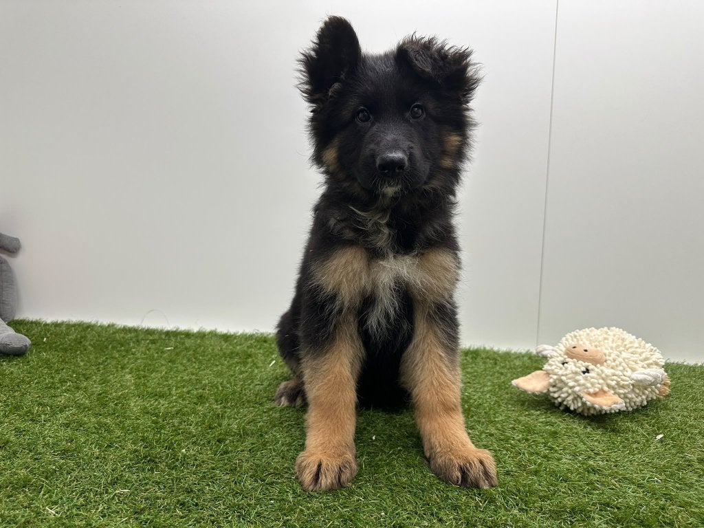 Duitse Herder pups, België, 15 weken tot 1 jaar, CDV (hondenziekte), Meerdere