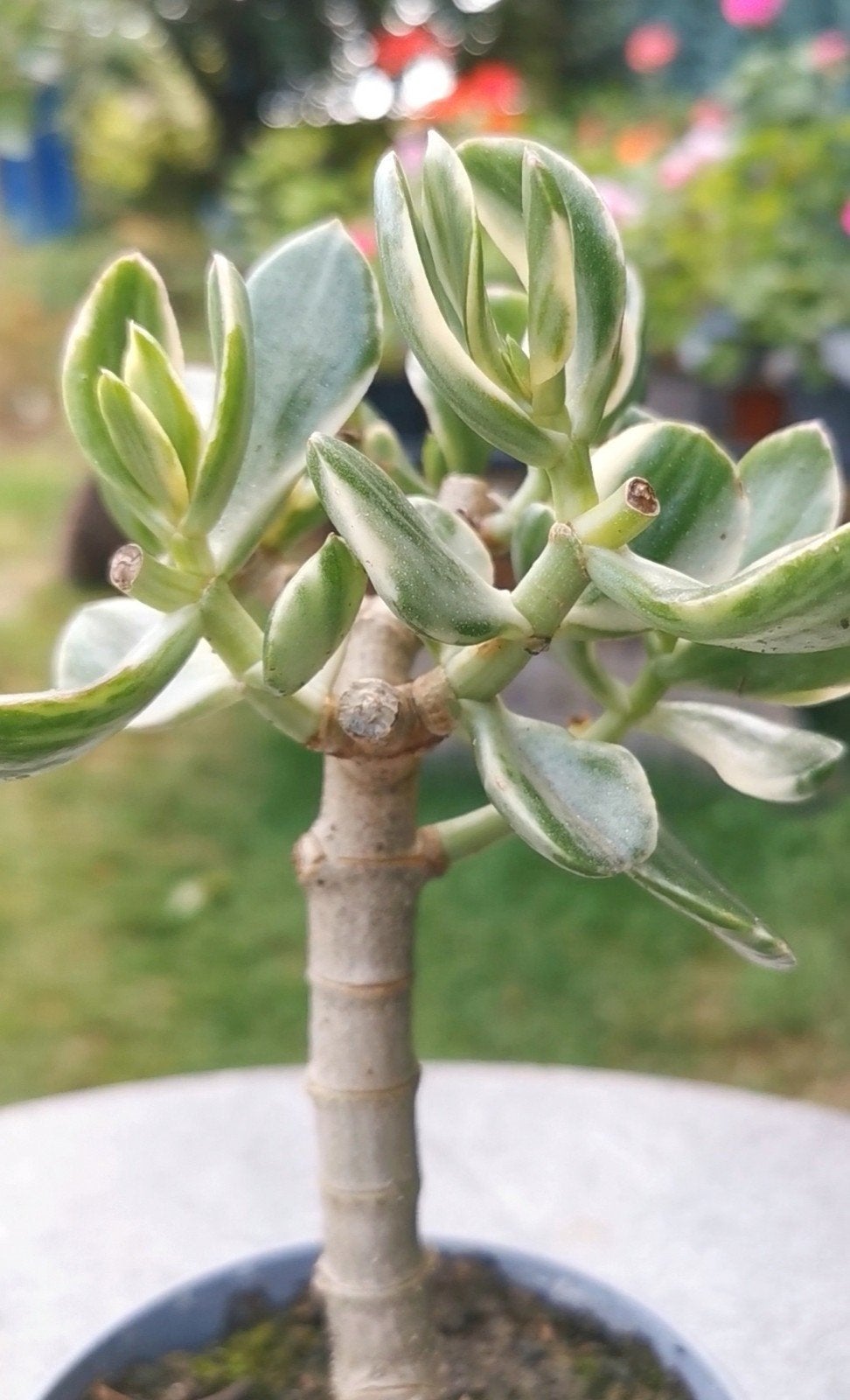Belle Crassula Ovata Variegata (plante de jade), Enlèvement