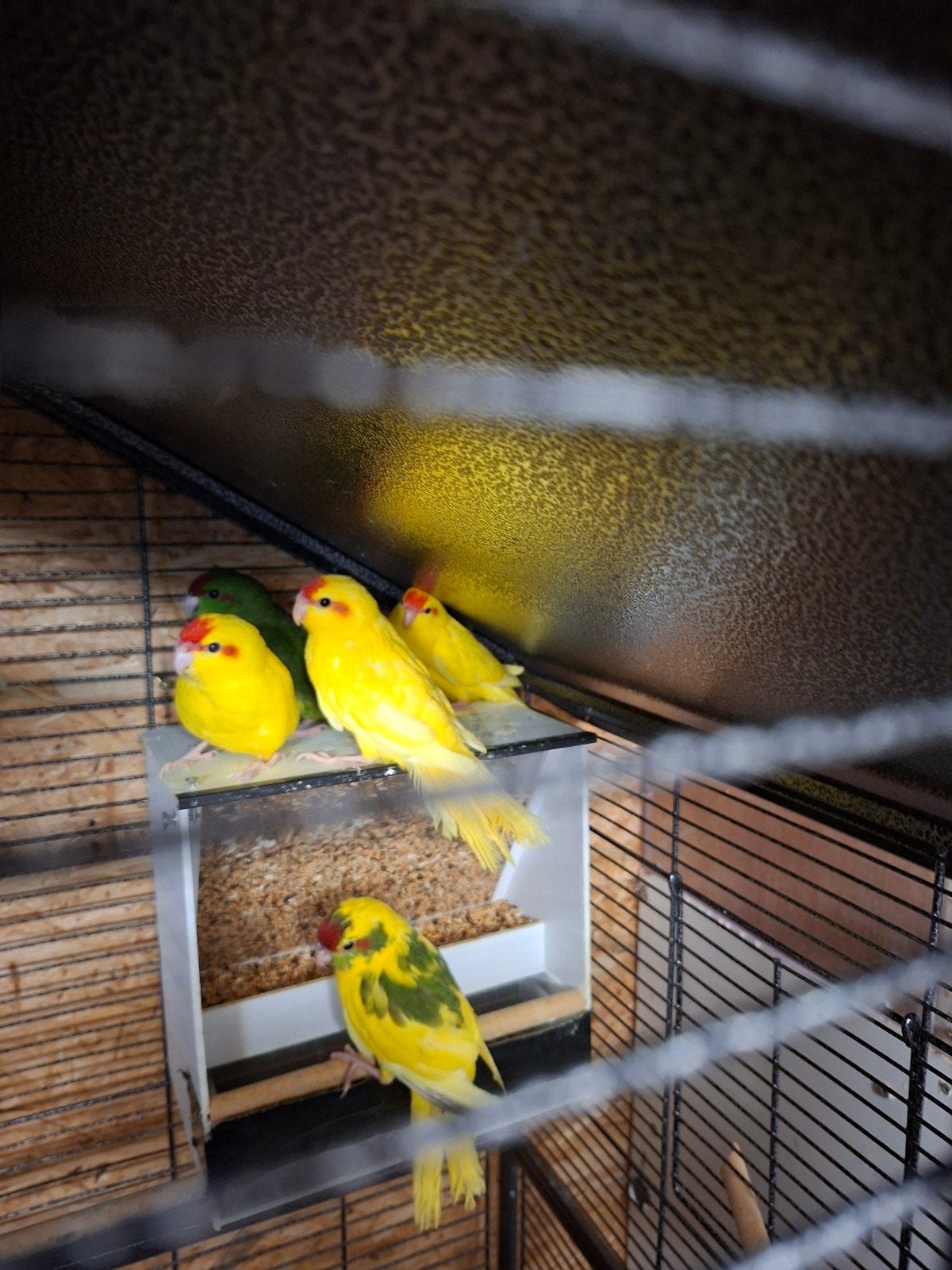 7 kakariki's te koop €15 per kakariki