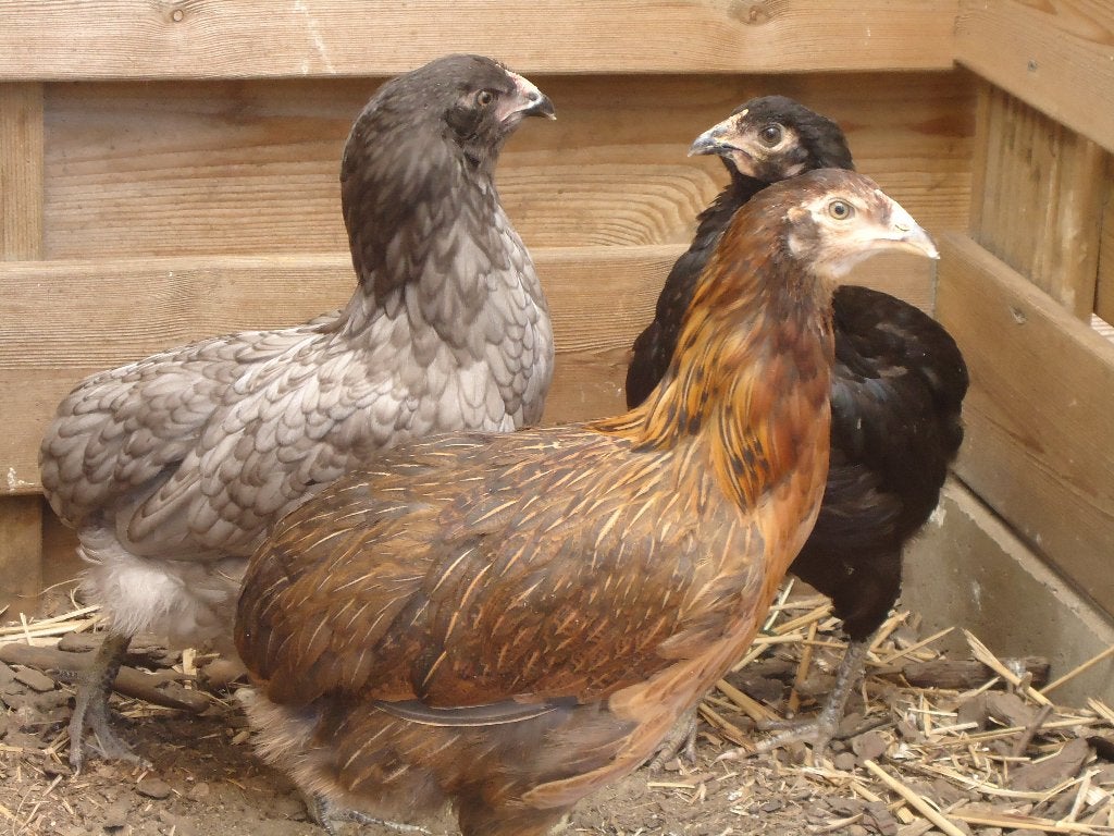 kippen : Araucana, Dieren en Toebehoren, Meerdere dieren, Kip
