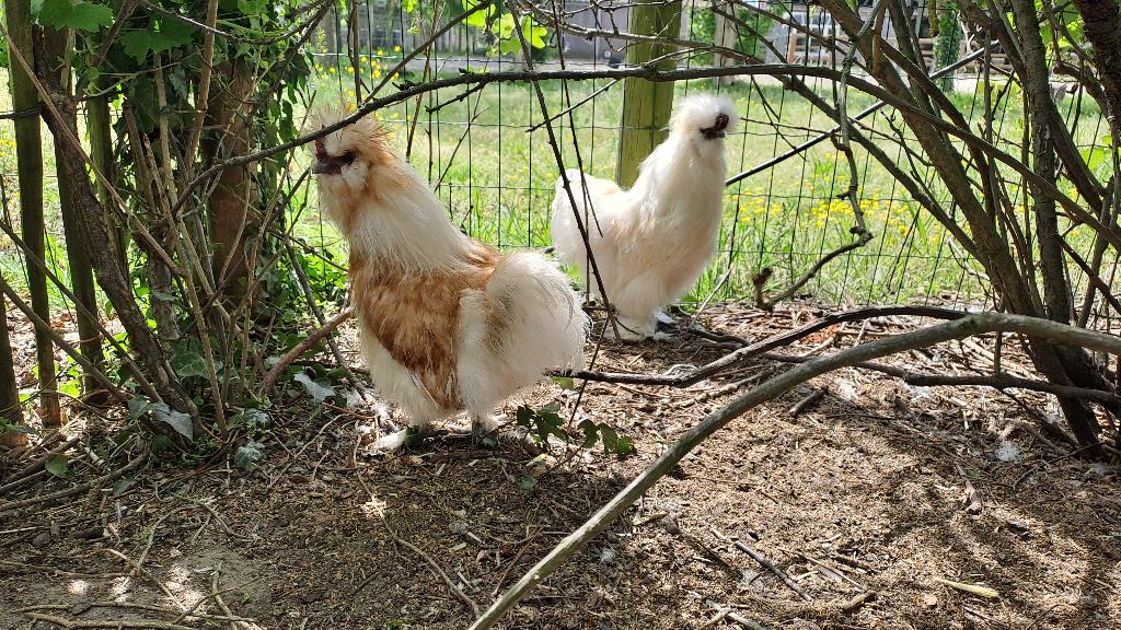 zijdehoen hanen, Dieren en Toebehoren, Mannelijk, Kip