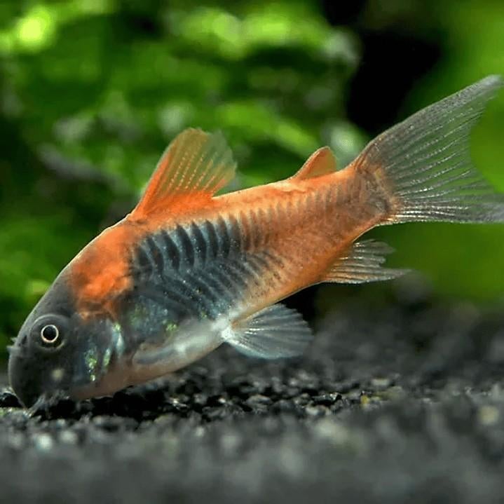 Corydoras Orange Venezuela 3/4cm, Dieren en Toebehoren, Vis, Zoetwatervis, Schoolvis