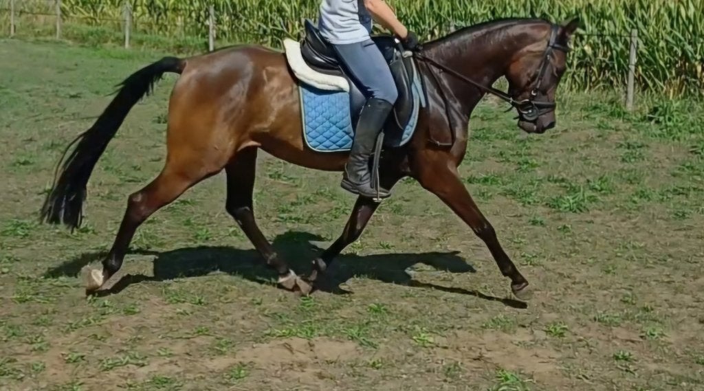 Veelbelovende 5-jarige D-pony merrie (Kristall van Orchid's), Dieren en Toebehoren, Merrie, Dressuurpony, 3 tot 6 jaar, D pony (1.37m tot 1.48m)