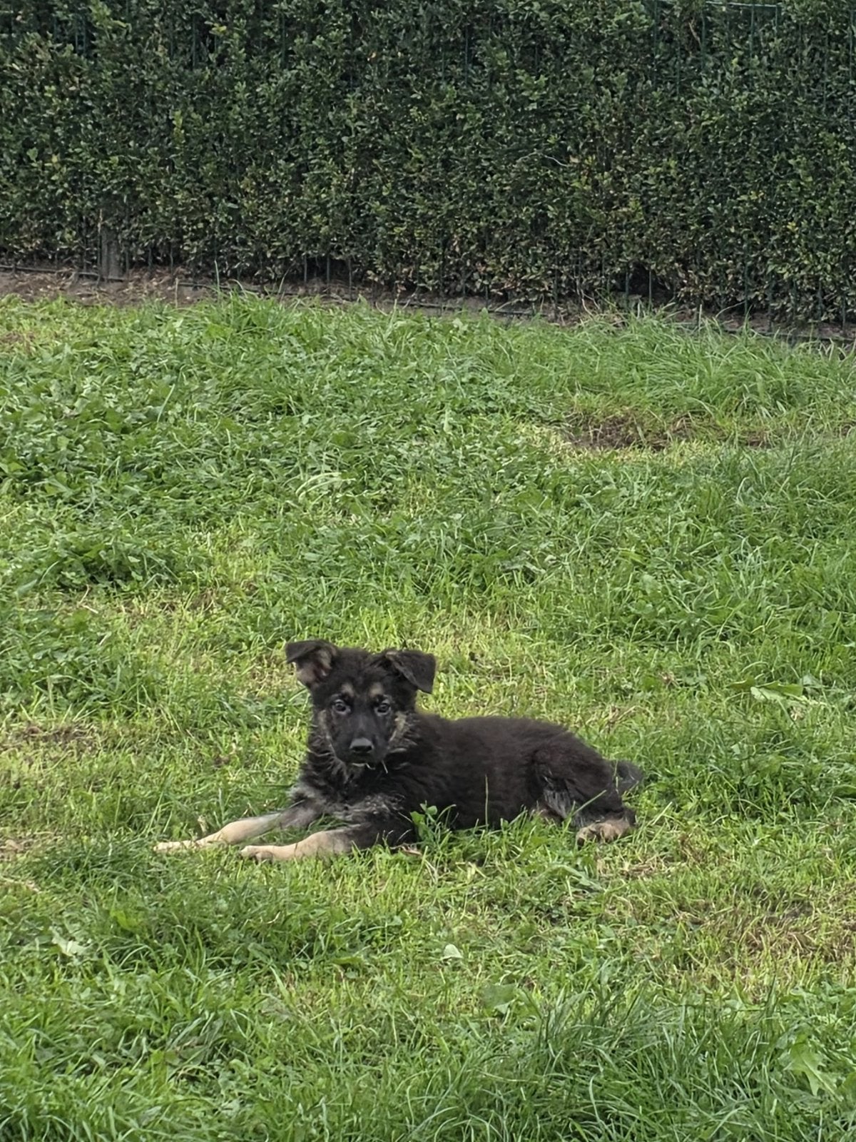 Chiots bergers allemands, Maladie de Carré (chiens), Plusieurs, Belgique, Plusieurs animaux