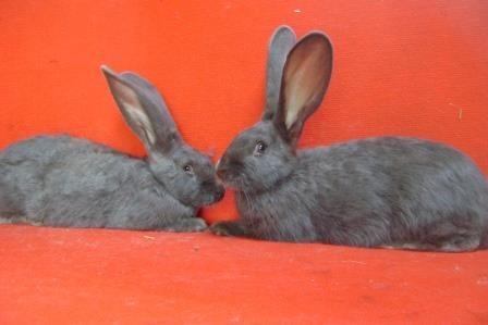 Blauwe Vlaamse reus, Dieren en Toebehoren, Konijnen, Groot, Vrouwelijk