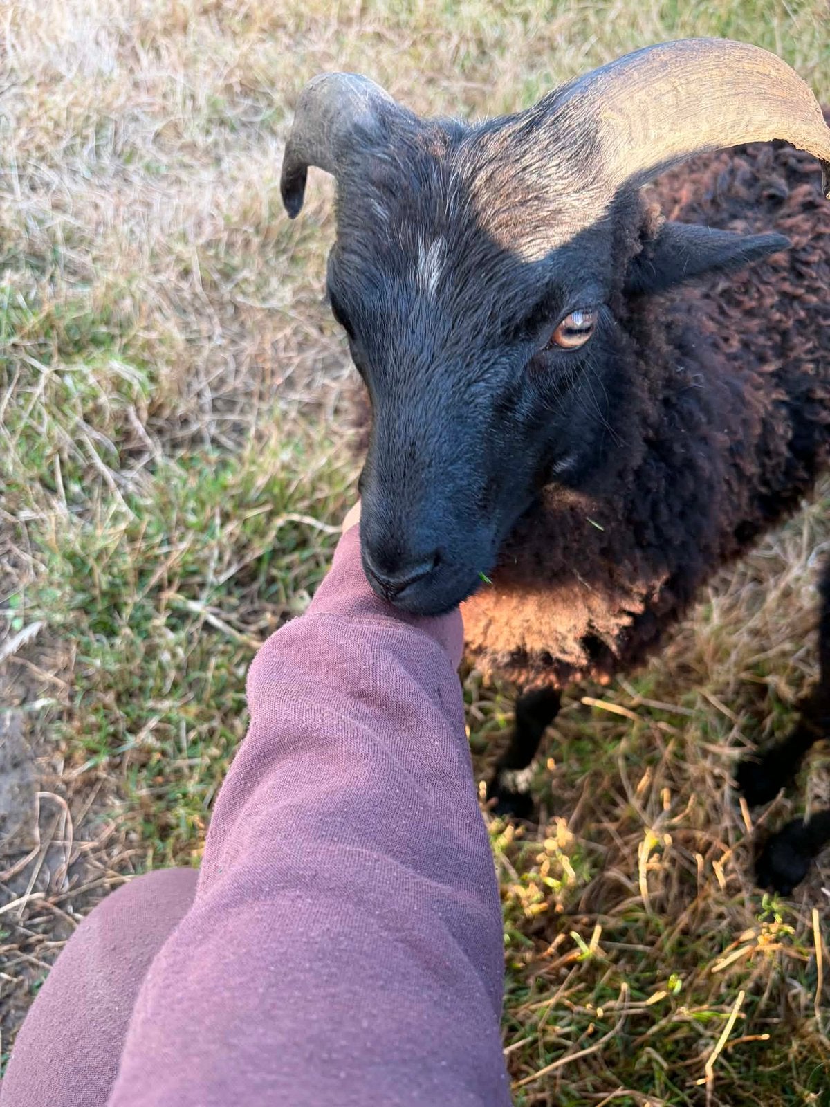 ouessant bokje, Mannelijk, Schaap, 0 tot 2 jaar