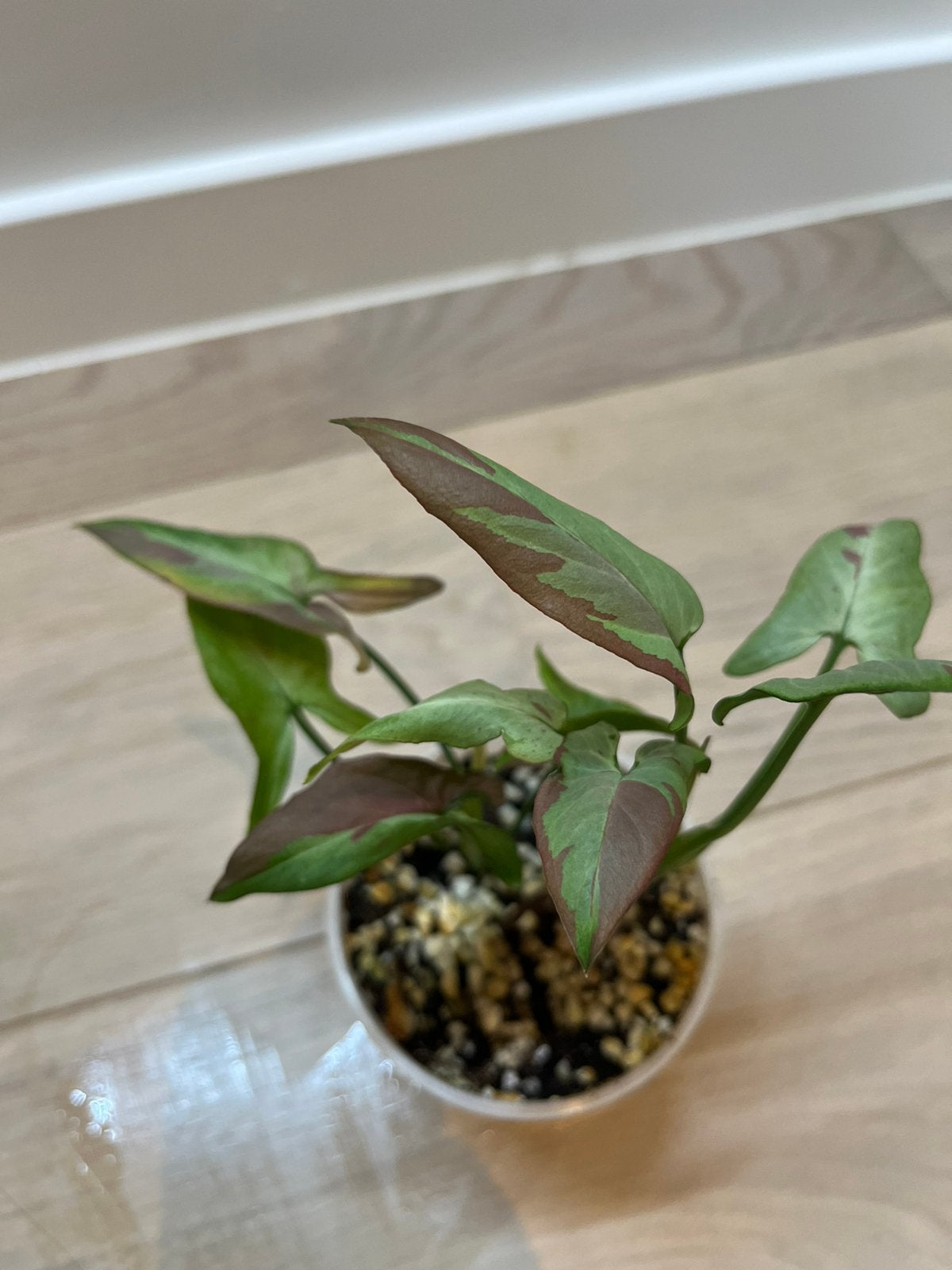 Syngonium Orm Nagpum Pink Salmon, Huis en Inrichting, Kamerplanten, Verzenden