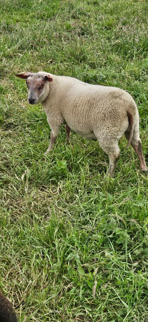 3 rammen te koop van februari voor 700 samen, Dieren en Toebehoren, Schapen, Geiten en Varkens