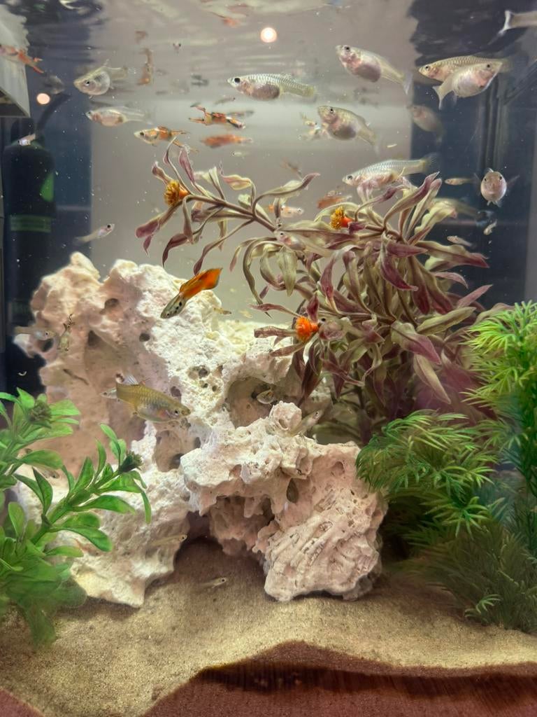 Baby guppy’s, Dieren en Toebehoren, Ophalen, Zo goed als nieuw