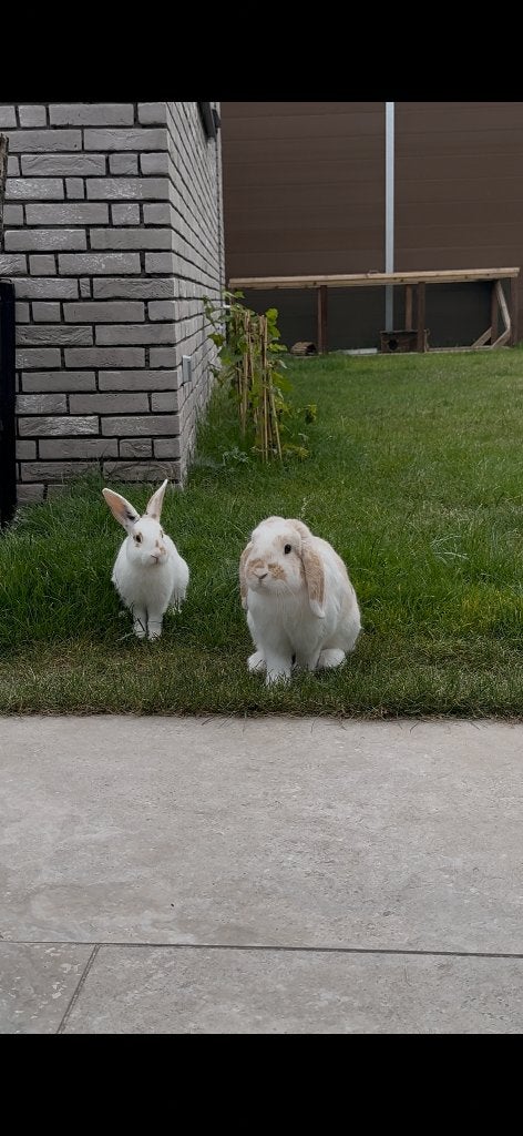 Koppel konijntjes, Dieren en Toebehoren, Meerdere dieren, Middelgroot, Hangoor, 0 tot 2 jaar