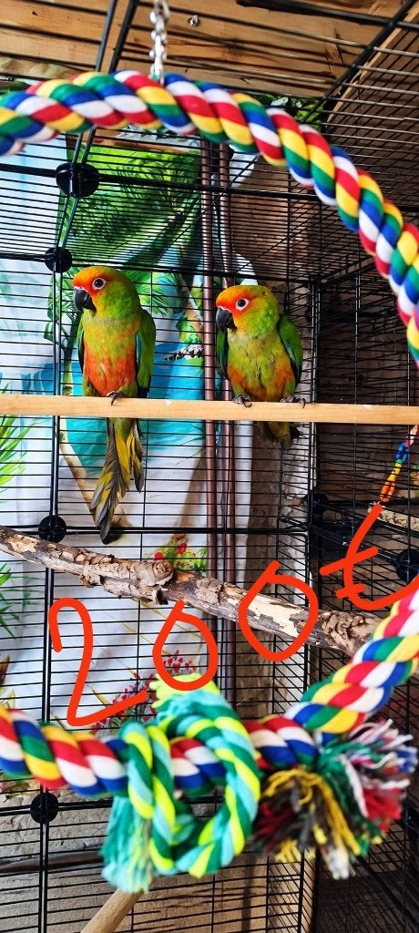 Couple conure tête d'or, Plusieurs animaux, Perroquet nain ou Inséparable, Bagué