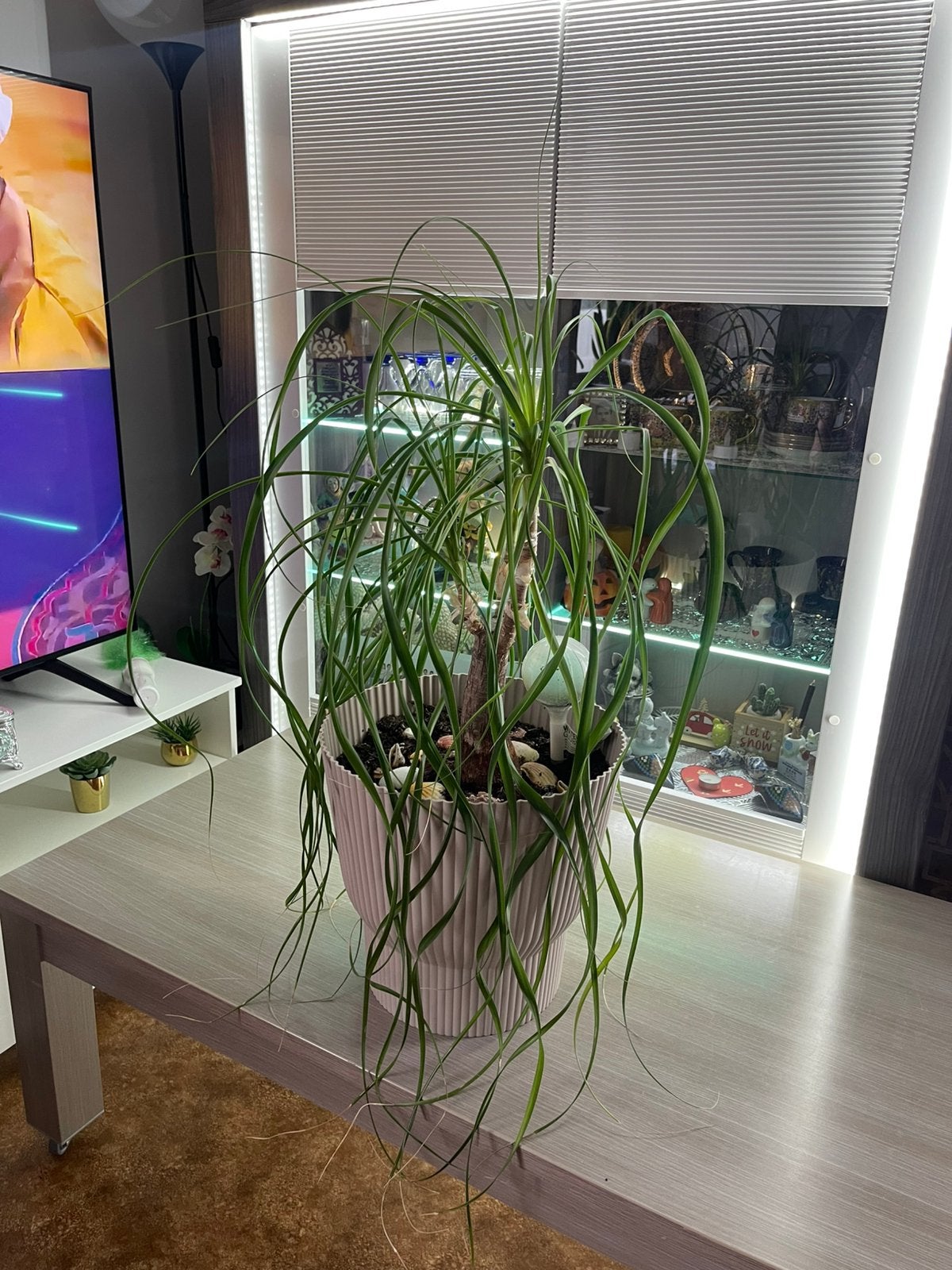 Kamerplant, Maison & Meubles, Plantes d'intérieur, Enlèvement