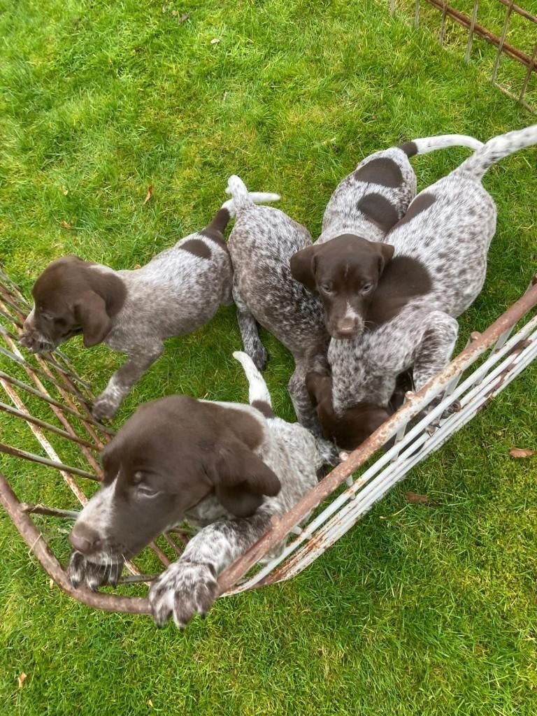 Duitse staande korthaar pups, Dieren en Toebehoren, Duitse Staande hond, België, Fokker | Hobbymatig, 8 tot 15 weken