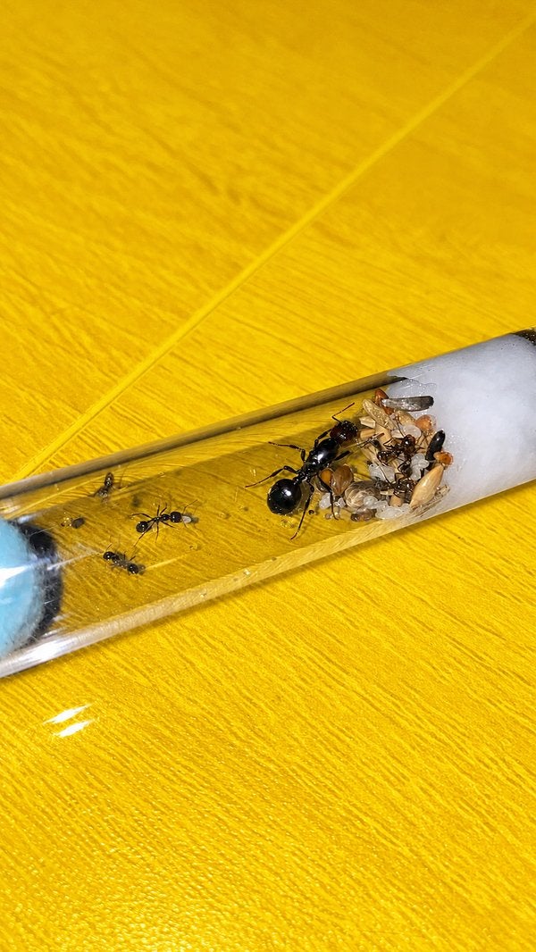 Messor Barbarus koningin met 5-10 werksters, Dieren en Toebehoren, Mieren