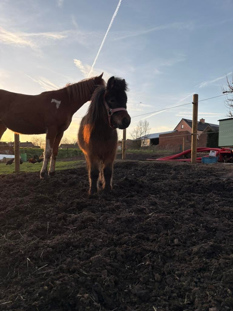 Shetlander in ruil voor b c of d pony, Ophalen of Verzenden, Zo goed als nieuw