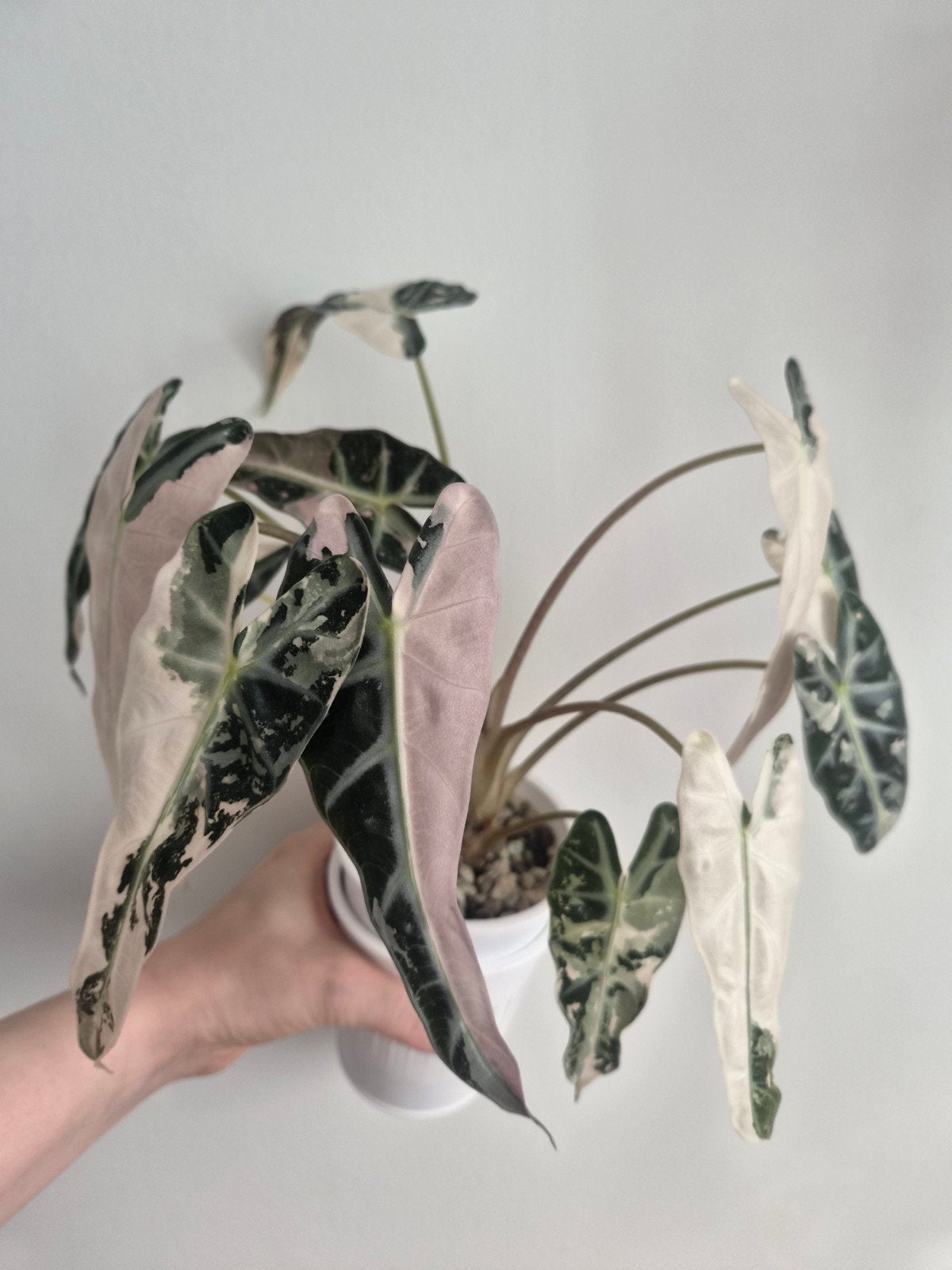 Alocasia bambino roze variegata, Ophalen