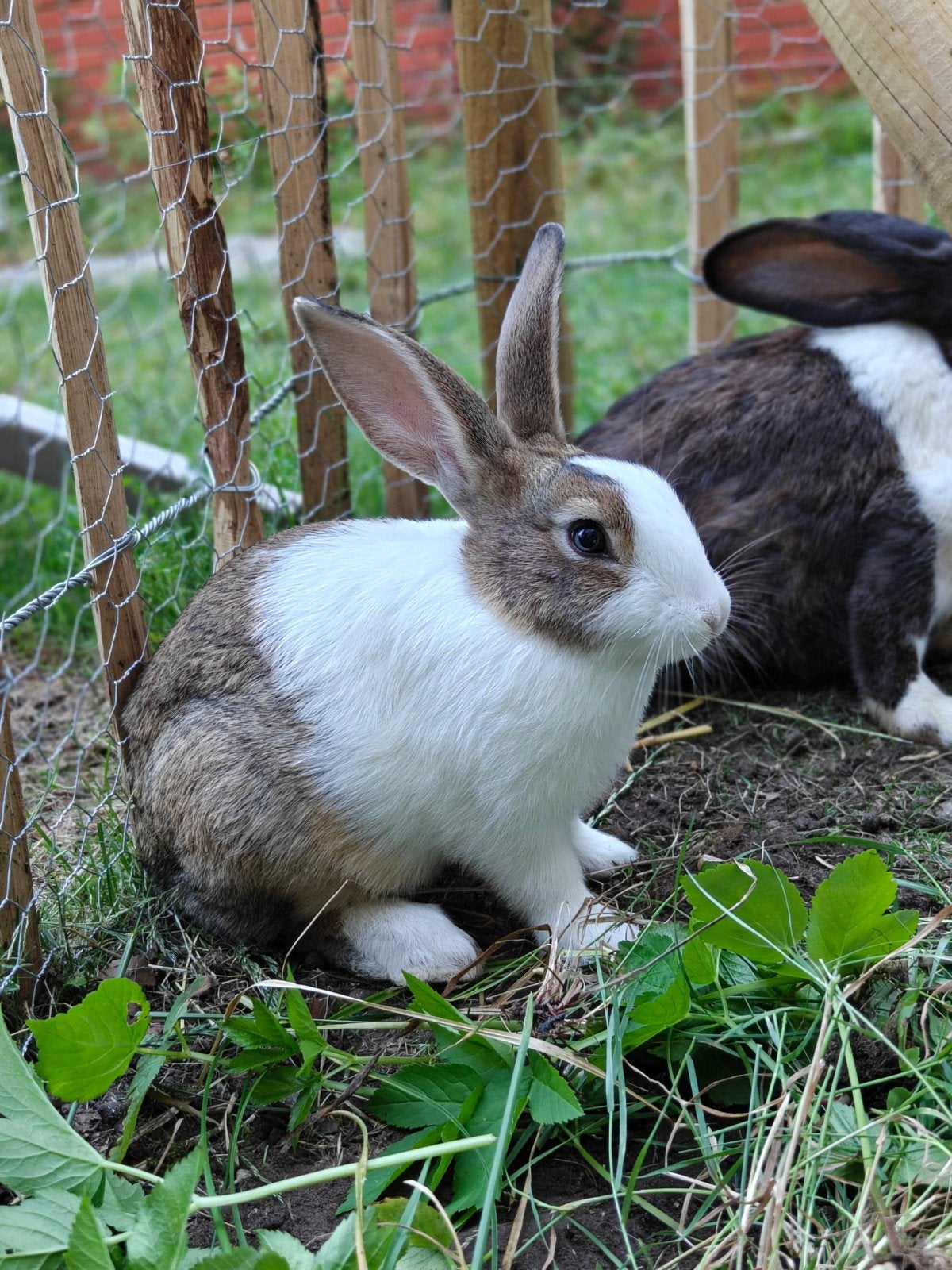 konijn - 3 maand, Mannelijk, Middelgroot, 0 tot 2 jaar