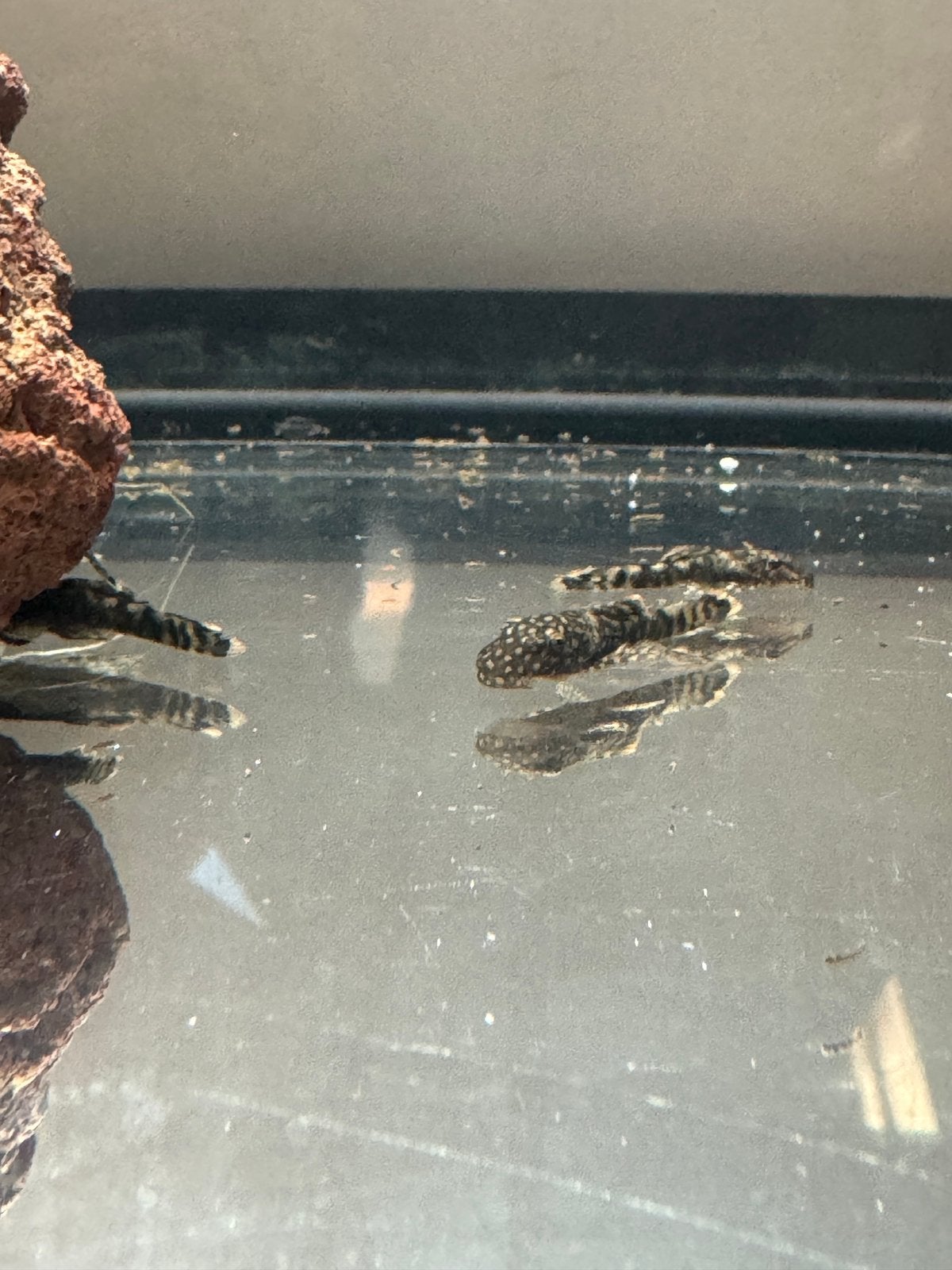 Jonge aquarium algeneters (Ancistrus dolichopterus), Vis, Zoetwatervis