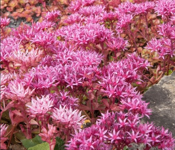 3 m² Sedum spurium, orpin rose, mat (s), Jardin & Terrasse, Plein soleil, Enlèvement, Plante fixe, Été