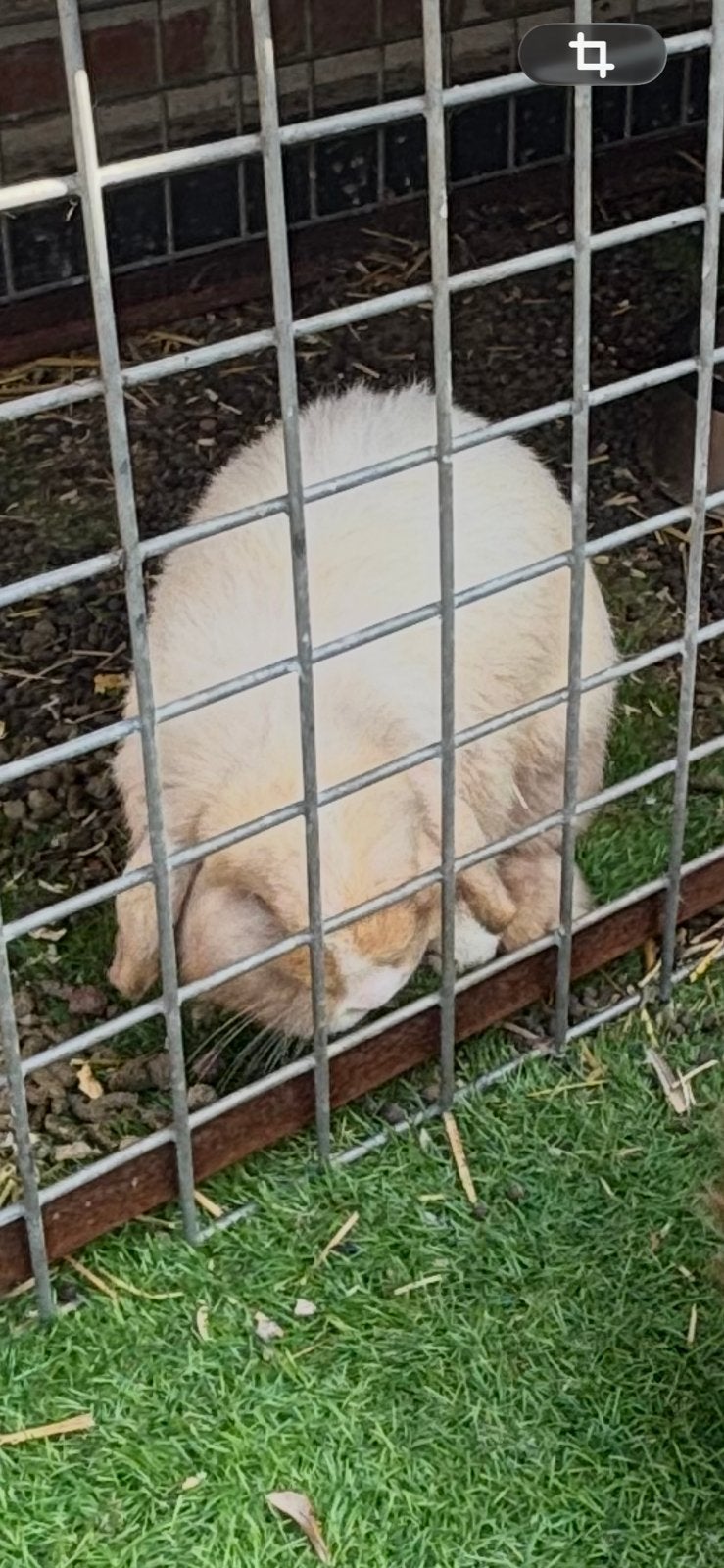dwergkonijn ras miniloop, Dieren en Toebehoren, Konijnen, Dwerg
