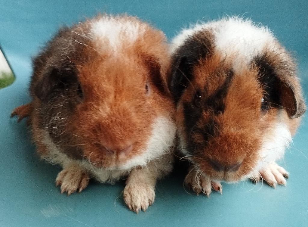 2 jonge US Teddy cavia's, Dieren en Toebehoren, April, Mannelijk, Cavia