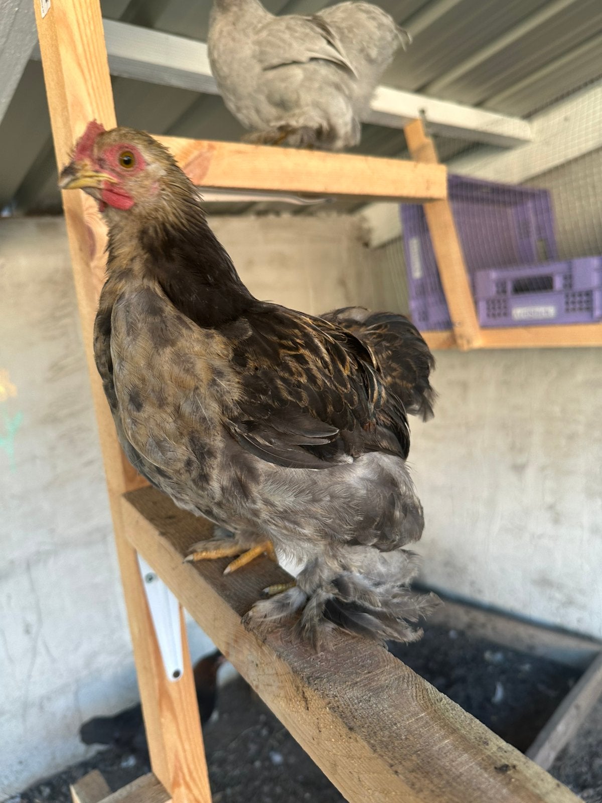 Cochin kriel, Animaux & Accessoires, Mâle, Poule ou poulet