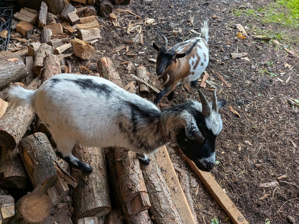 2 dwerggeitjes zoeken warme thuis, Femelle, Chèvre, 0 à 2 ans