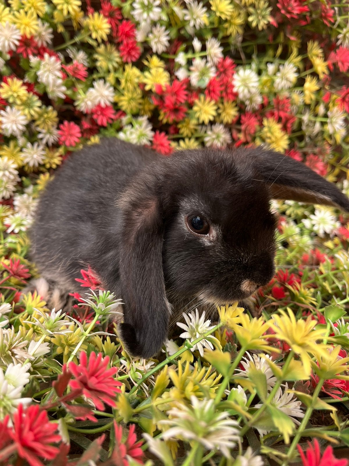 Lief nederlands hangoor konijntje, Dieren en Toebehoren, Konijnen, Hangoor